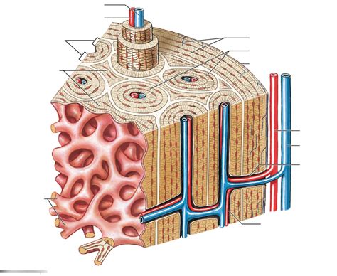 Function Of Spongy Bone Quizlet Slide Share