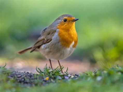 Six Steps To Creating A Wildlife Friendly Garden Saga