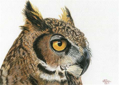 Great Horned Owl 1 Drawing By Sheryl Elen Pixels