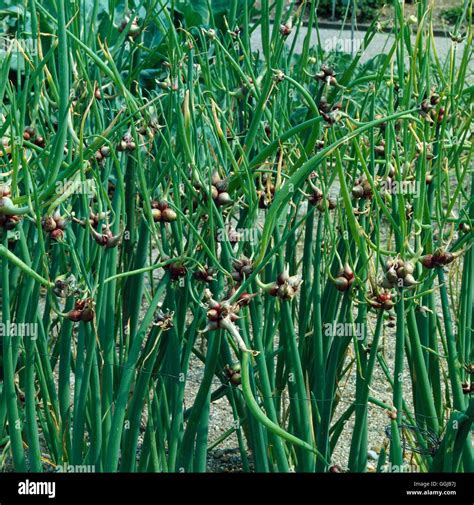 Tree Onion Allium Cepa Proliferum Her043247 Stock Photo Alamy