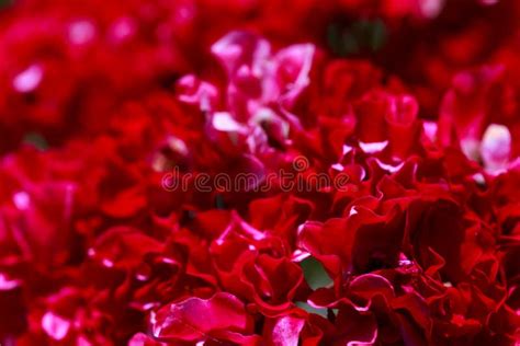 Bright Red Roses Background Of Blooming Roses Flowers Sunny Natural