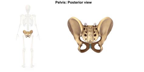 Sacroiliac Joints Illustrations Stock Photos Pictures And Royalty Free