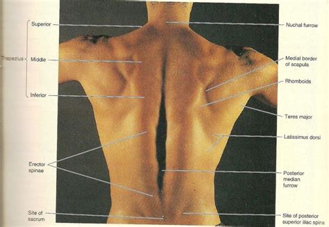 The scapula or shoulder blade area. Strength Exercise for Back Muscles Picture: Surface ...