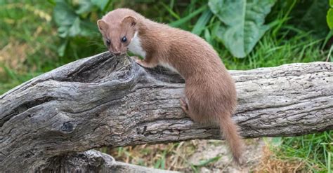 10 Incredible Weasel Facts Az Animals