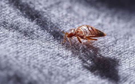 How To Get Rid Of Tiny Black Bugs On Bed Sheets
