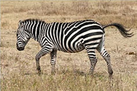 Facts About Zebras Facts Of World