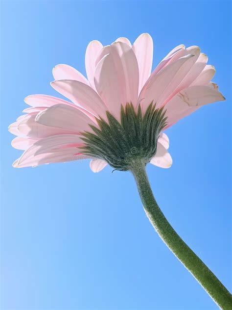 Pink Gerbera Daisy Flower And Sunny Sky Spring Nature Stock Image