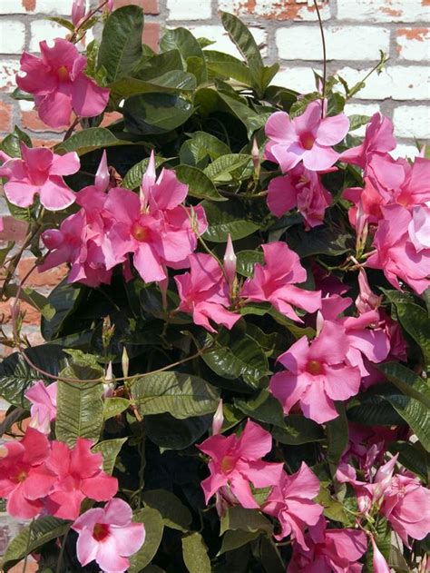 Colorful flowering vines or blooming shrubs are perfect for pairing with garden trellis designs. 9 best images about Climbing flowering vines on Pinterest ...