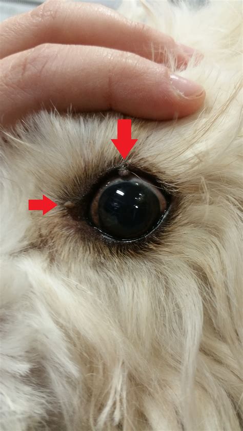 Bumps Around My Dogs Eye Evos