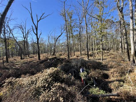 Agfc Plants 40000 Trees At Hurricane Lake Wma • Arkansas Game And Fish