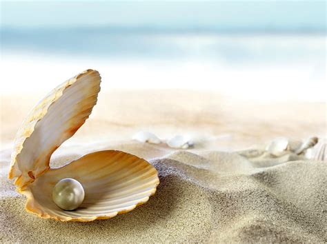 Hd Wallpaper Assorted Sea Shells Sand Beach Shore Summer Blue