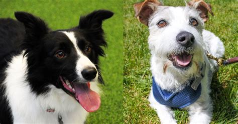 I breed for friendly, healthy, well rounded dogs, using older working lines. Rescue dogs, border collies nominated for Oregon state dog