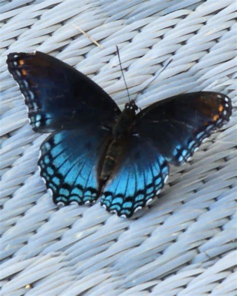 Blue Swallowtail Butterfly Learn About Nature