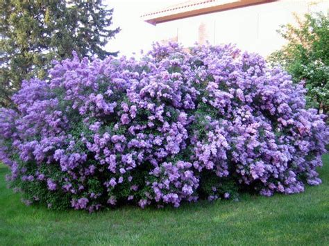 Common Lilac Bushes Syringa Vulgaris 4 Pot Live Shub