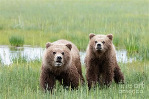 Two Alaska Brown Bear Cubs Photograph By Linda D Lester