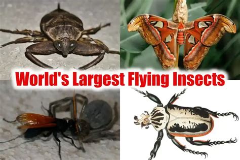 20 Worlds Largest Flying Insects With Identification 2024