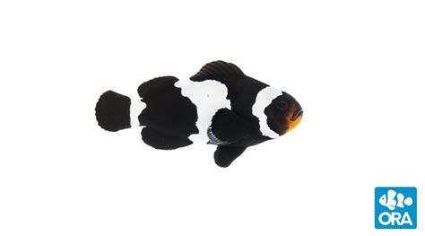 Black Snowflake Clownfish Amphiprion Ocellaris Ora Oceans Reefs