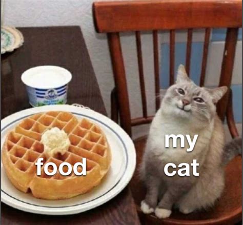 My Cat Like Food Rmemes