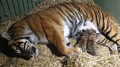 Mother Tiger Giving Birth In Wild Youtube