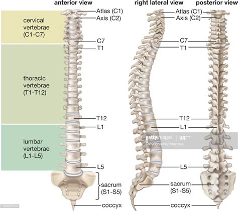 Vertebral Column Spine Skeletal System Human Anatomy