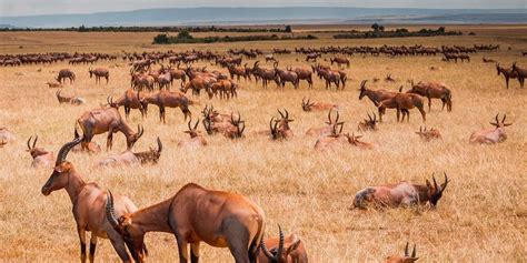 Masai Mara National Reserve Guide To Masai Mara Kenya