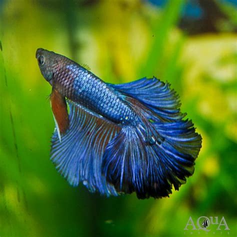 Half Moon Betta Male Betta Splendens Aqua Imports