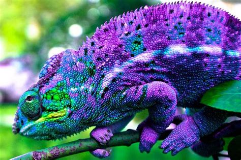 6 фиолетовых животных нашей планеты КАА Дзен