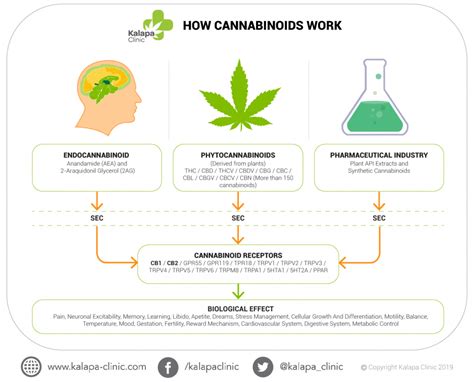 All About Cannabinoids Of Medical Cannabis Kalapa Clinic