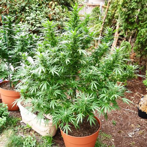 The gentle earthy colour complements most plants in a beautiful way. Growing cannabis outdoors: pots or open soil? | Sensi ...
