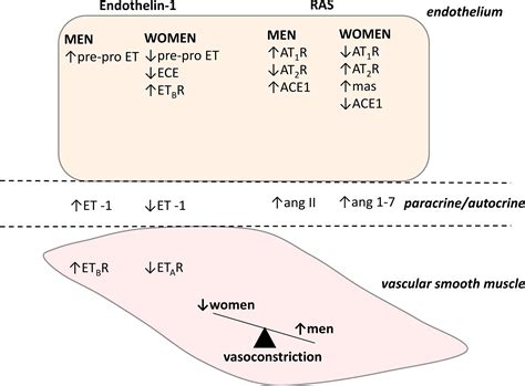Sex Differences In Endothelial Function Important To Vascular Health