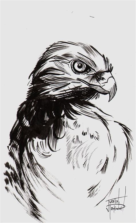 Hawk Ink Sketch Эскиз Рисунки пером Эскизы животных