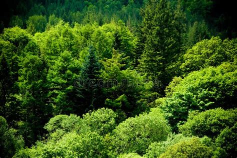 Beautiful Green Forest Scene Stock Image Image Of Outdoors Clean
