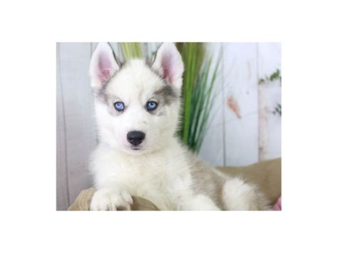 Siberian Husky Dog Male Sable 2853640 Animal Kingdom Puppies N Love
