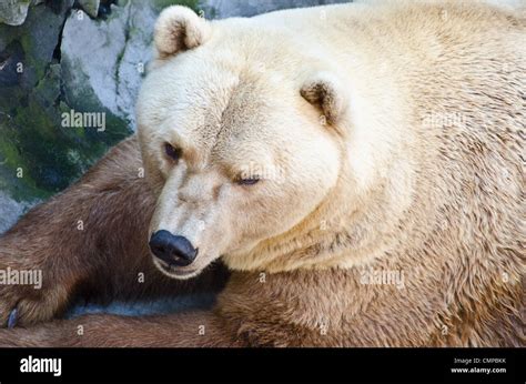 Grizzly Bear Portrait Stock Photo Alamy