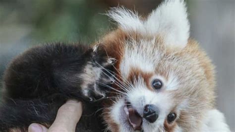 Melbourne Zoos Adorable Baby Red Pandas Get New Names