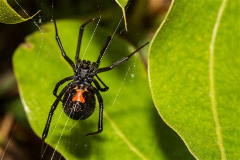 Black Widow Spider Actual Size Black Widow Spider Bite Causes
