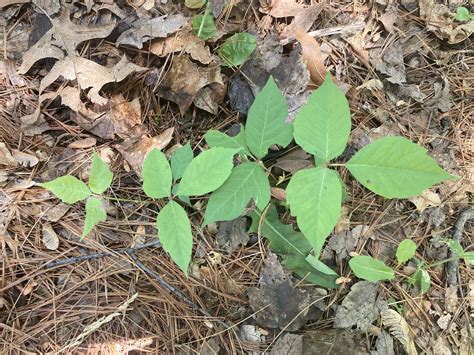 What Does Poison Ivy Look Like How To Stay Itch Free This Summer