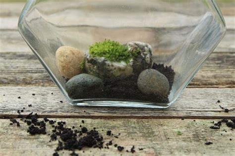 Beautiful Diy Terrarium In 3 Easy Steps No Care For 3 Months A