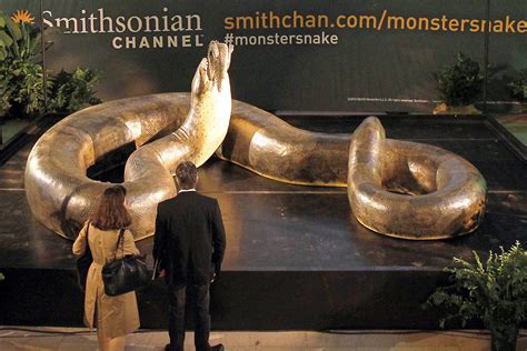 Photos Biggest Snake Ever Takes Bite Out Of Big Apple Prehistoric