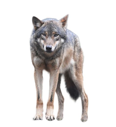 We did not find results for: Wolf PNG Transparent 140+ stock images free