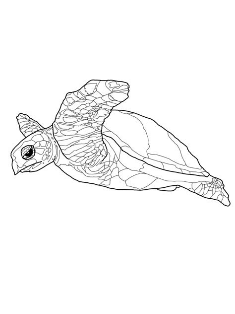 Leatherback Sea Turtle Coloring Page At Getcolorings Com Free