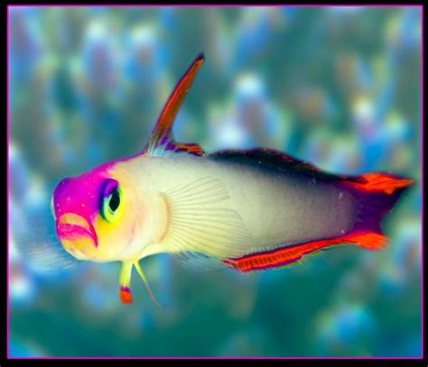 Flame Firefish Goby Aka Purple Firefish Nemateleotris Decora