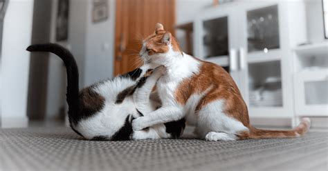 Are My Cats Playing Or Fighting How Can You Tell Our Happy Cats Expert Explains Feliway Uk