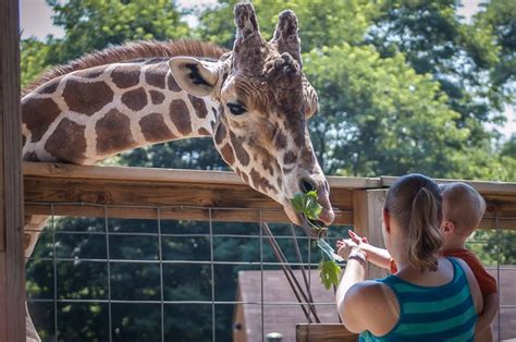 Not Many Know About Plumpton Park Zoo In Maryland