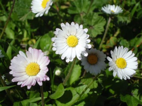 Fiori tipo margherita con quindici petali sottili e lunghi in quattro dimensioni diverse. File:Fiore margherita.jpg - Wikipedia