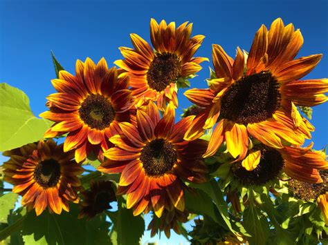 35 Different Types Of Sunflowers Sunflower Names Species And More Sunflower Seeds Full