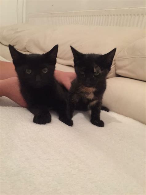 Kittens For Sale In Oldham Manchester Gumtree