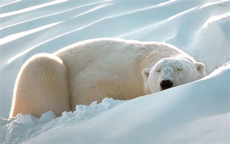 Polar Bear In The Snow Wallpaper Animal Wallpapers 25013