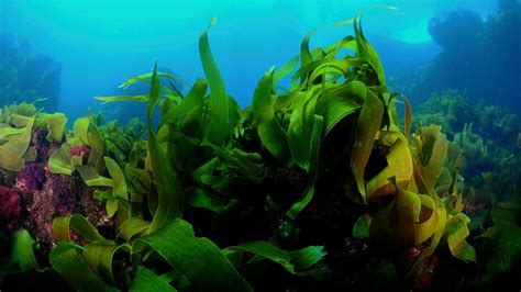 Why Kelp Makes Such A Great Meat Substitute