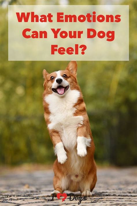 What Emotions Can Your Dog Feel Dogs Dog Training Tips Cute